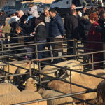20151213-firasantallucia02 (1)