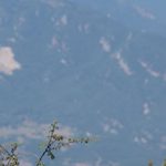pvi-banner