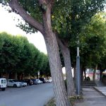 20170730_pollancres_3