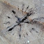 20170801_pollancres_5