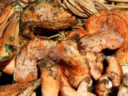 Cap de setmana Tocat pel bolet a Prats de Lluçanès