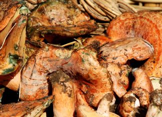 Cap de setmana Tocat pel bolet a Prats de Lluçanès