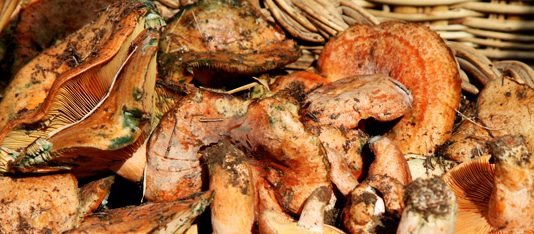 Cap de setmana Tocat pel bolet a Prats de Lluçanès