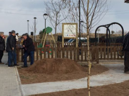 Els participants a la recuperada Festa de l’Arbre planten verns, alzines i d’altres espècies arbòries