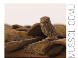 Sortida Guiada per conèixer el Mussol Comú a Prats de Lluçanès