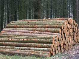 S’obre la convocatòria d’ajuts a la gestió forestal sostenible en finques privades