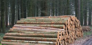 S’obre la convocatòria d’ajuts a la gestió forestal sostenible en finques privades