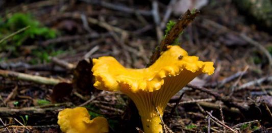 Arriba la segona edició de la fira “Tocats pel Bolet” a Prats de Lluçanès