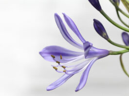 Prats de Lluçanès celebra el Dia Internacional de la Dona amb diverses activitats