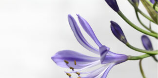 Prats de Lluçanès celebra el Dia Internacional de la Dona amb diverses activitats