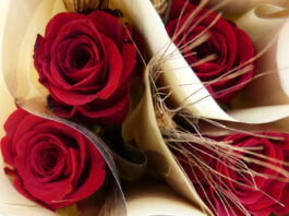 Diada de Sant Jordi a Prats de Lluçanès