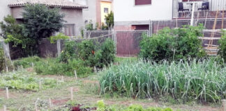 Engega una nova edició del projecte de l’Hort Social de Prats