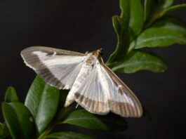 Tractament fitosanitari per combatre l’eruga del boix a Prats