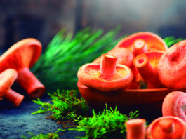 Gaudeix de la tardor a Prats a la Festa “Tocats pel Bolet”