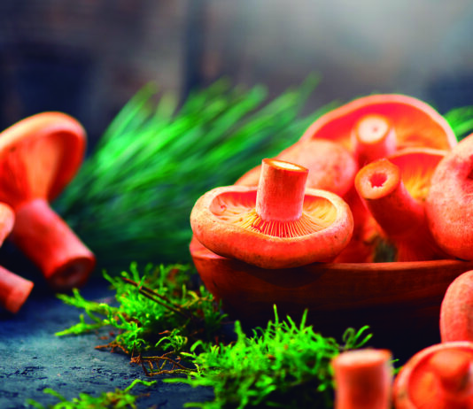 Gaudeix de la tardor a Prats a la Festa “Tocats pel Bolet”