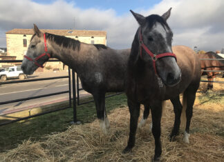 Èxit de participació en la renovada Fira de Santa Llúcia