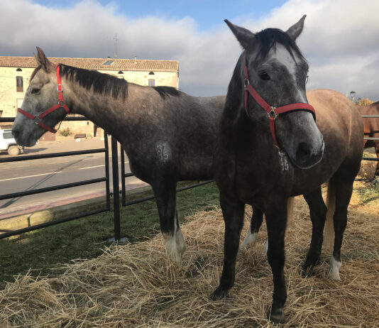 Èxit de participació en la renovada Fira de Santa Llúcia