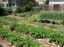 Engega una nova edició del projecte de l’hort comunitari