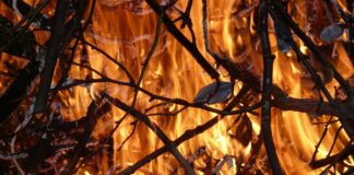 Sol·licitud en línia d’autorització de crema de brancatge i restes vegetals procedents de treballs agrícoles