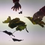 fulles damunt la llum