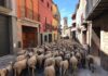 Un ramat d’ovelles que fa la transhumància passarà pel camí ramader de Prats