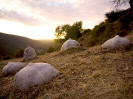 Visita guiada gratuïta a l’exposició ‘En nom de la mare, en nom de la terra’