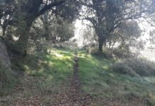 Les veus dels grups municipals – RAP (novembre 2020)