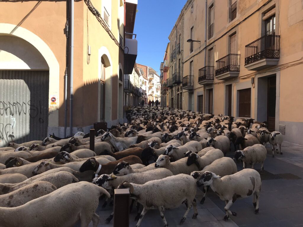 Un ramat d’ovelles que fa la transhumància passarà per Prats de Lluçanès aquest dijous