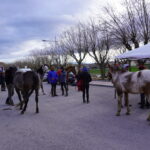 Centaure 1